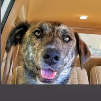 HauptmannMars's profile picture. Searching for next great adventure.  Believes the world has gone a whole lotta crazy.  Leo.