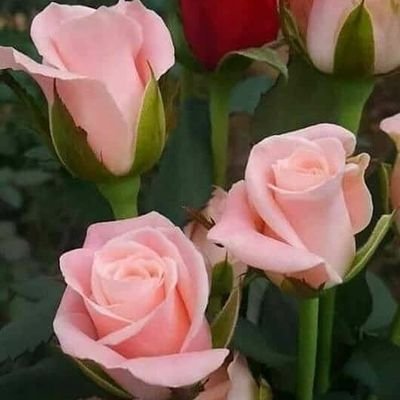 KDuJoEdvcOLqYub's profile picture. ♥️🌚