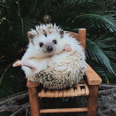 LundgrenPon's profile picture. 🦔
