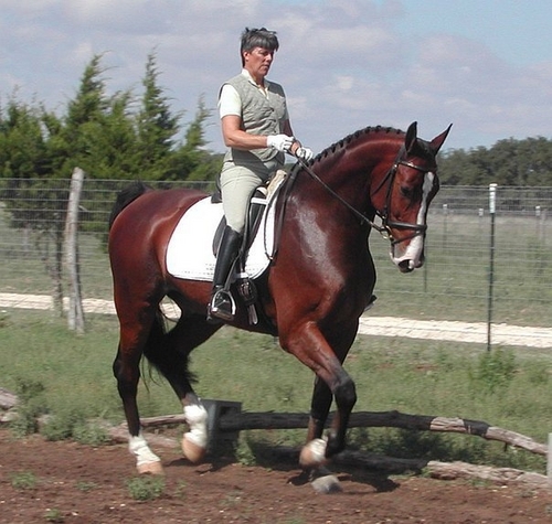 Owner and Trainer at Galloping Springs Ranch