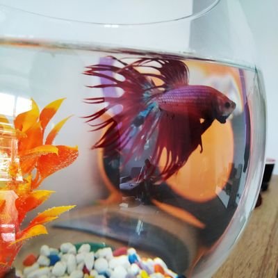 redbigfish77's profile picture.