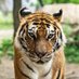 Pawling Tigers Athletics (@pawlingcsdsport) Twitter profile photo Pawling Tigers Athletics (@pawlingcsdsport) Twitter profile photo