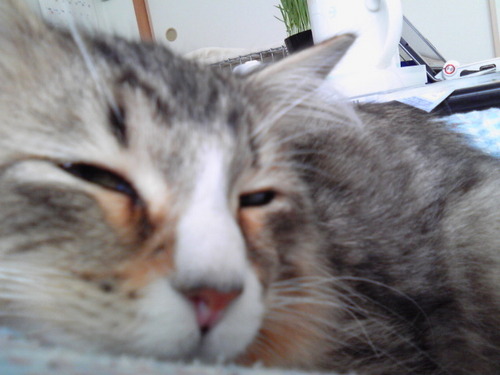 toki_615's profile picture. 猫のごはんと坊のおやつのためにはたらく母ちゃん。 刀剣沼に片足…