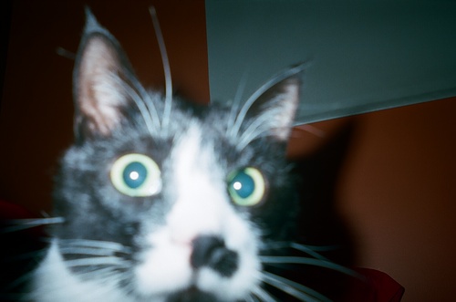 SchmickySchmoo's profile picture. Go Flames Go