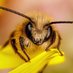silly bee (@silly_bee) Twitter profile photo