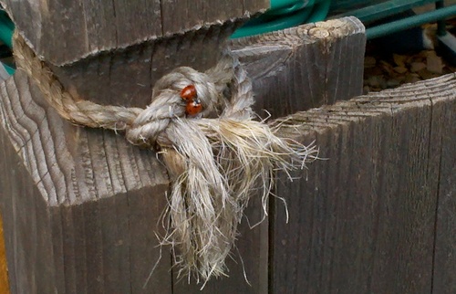 GardenPDX's profile picture. A Pacific Northwest gardener looking for and sharing insights into more sustainable living that is accessible to the rest of us, starting in our backyards.