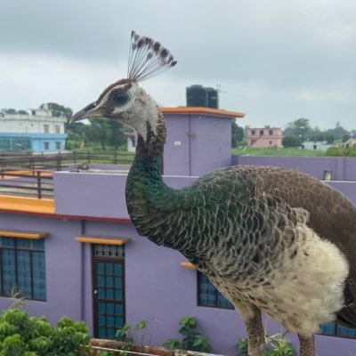 raghavpathak18's profile picture. 