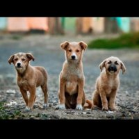 Pet Adoption Bangalore (@petsinbangalore) 's Twitter Profile Photo Pet Adoption Bangalore (@petsinbangalore) 's Twitter Profile Photo