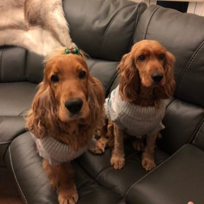 sanlou110's profile picture. 🕵🏼🐶💙