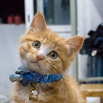0cat4's profile picture. Learner