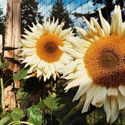 kristaljoyphoto's profile picture. 