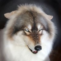 りぐれぃ* Reg-lay (@reg_lay__wolf) 's Twitter Profile