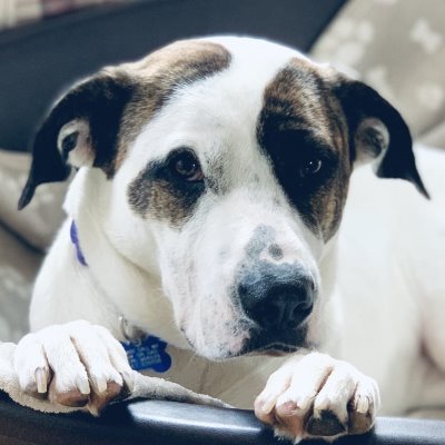 I am a big doggo and wandering around to share my life.
My mom posts my pics here https://t.co/IDvaoEWmZf