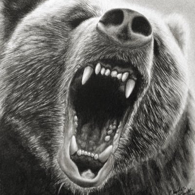 Le dernier grizzly d’Afrique
