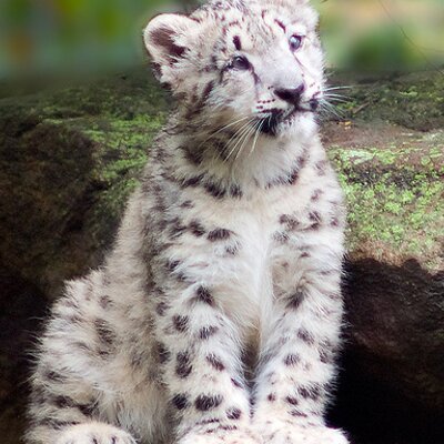 Mister_Who_Pub's profile picture. Me, just me and Earl Grey. 
@MrWho@furry.engineer