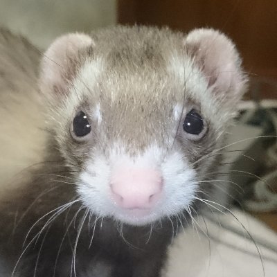 にょろさんのプロフィール画像