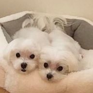 ハ二力ム (@82comb) 's Twitter Profile