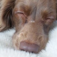はるまま (@joyluckhal) 's Twitter Profile