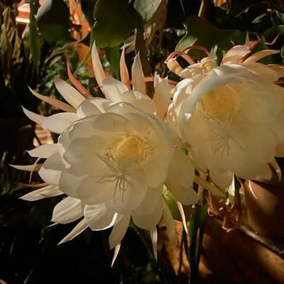 virtual_vyom's profile picture. 