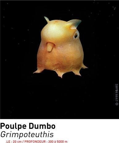 nebrablasco's profile picture. New to twitter and very eclectic tastes.
Langages/Geopolitics/Italian arts/ Ancient civilisations/Orchids/
Soul/Classical music/Mitteleuropa.