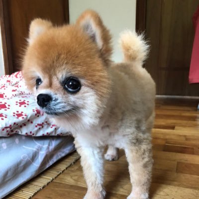 cplkng's profile picture. Woof