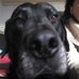 Ratte (@edelweissalpin) Twitter profile photo Ratte (@edelweissalpin) Twitter profile photo