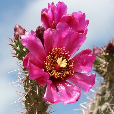 https://t.co/nzr8DtqvA7
#Cactus #Succulents #jewelry #gardening #seeds #etsy #medicinalplants #houseplants #gardens #thrifters