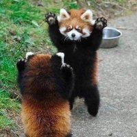 FierceRedPanda(@RedPandaFierce) 's Twitter Profile Photo