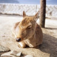 ふぇむと (@daikichibusters) 's Twitter Profile Photo ふぇむと (@daikichibusters) 's Twitter Profile Photo