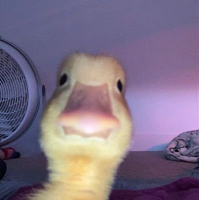 AyE WeLcOmE To Da ShIt shOw
{he/him with a fem side}
lgbtgia member
trans
pan
happily 17 lmao ❤