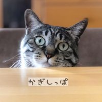 かぎしっぽ😺 (@rieru_himekimi) 's Twitter Profile