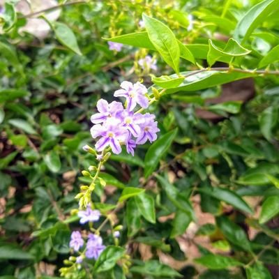 Shraddh50475084's profile picture. Researcher and Teacher