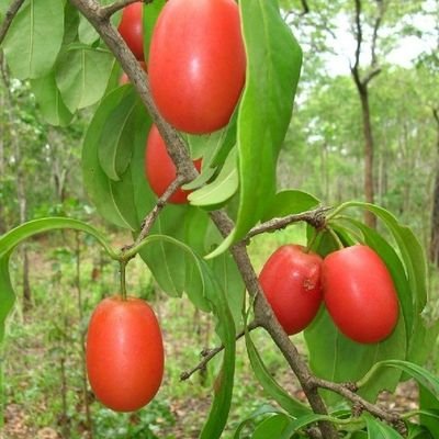 Sikuyanja's profile picture. 