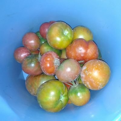 GloMuoz1's profile picture. Bióloga, profe de secundaría, mamá y persona.  🦁🐣🐢🐙🐞🐝🦧🍄🌲🌳🌍🌈⭐🌝⛈️🪐
#Biologyandgeology
#BLW
#crianzarespetuosa #MSPE