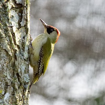 Somerset - Wildlife - Birds - Photography (photos my own) -  Nikon - Literature