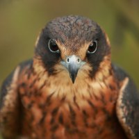 Bunderdoo (@bunderdoo) 's Twitter Profile
