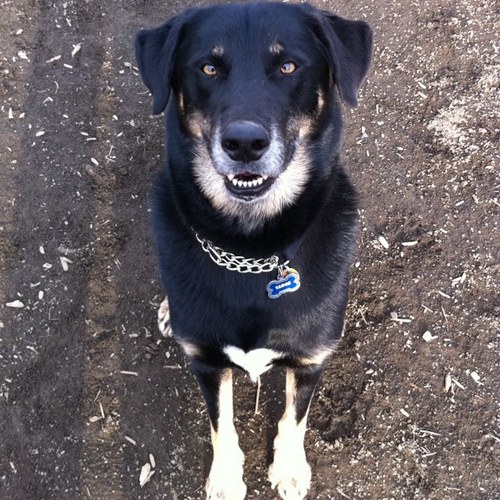 saramlz's profile picture. singer, vegetarian & lover of books, music, travel, dogs, elephants, the Phillies and rugby players.