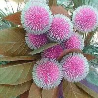 Nezam (@kitten6182) 's Twitter Profile