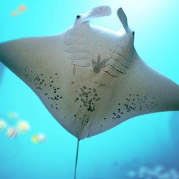 BatoideaShitpo1's profile picture. ¯\_(ツ)_/¯