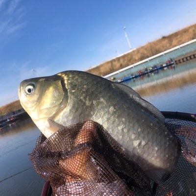 ヘラ鮒釣りに夢中🎣🥰                ヨロシクお願いします🐟🐟🐟