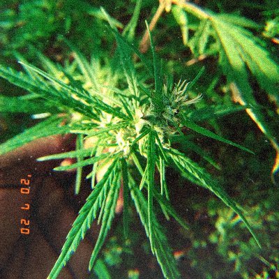 Chefpapi2's profile picture. 🌵 cactus🌵