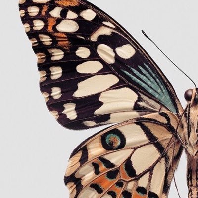 deerjules's profile picture. 