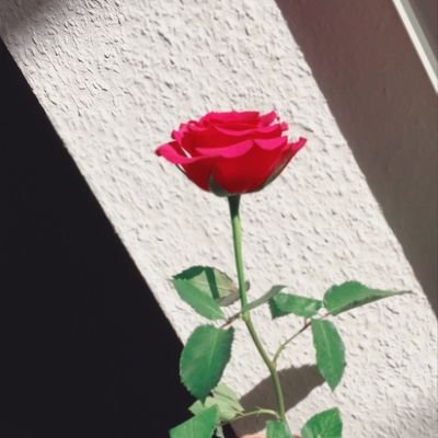 AbbassiiFaiza's profile picture. In the world where you can be anything just be kind to others 🤗