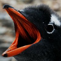 XenoThePenguin (@turtlexeno) 's Twitter Profile