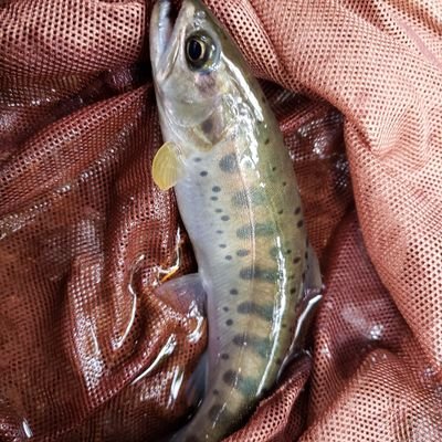 kojikikuchi5's profile picture. 渓流釣りが大好きな70歳爺です。