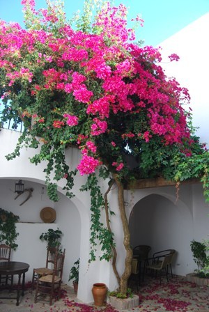 Learn Spanish at La Janda Colegio de Español, based in the beautiful pueblo blanco of Vejer de la Frontera  on the Costa de la Luz, South of Spain.