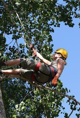 Annakopia's profile picture. co-worker... No I mean cow-worker (Trav, bajen och kor men inte alltid i den ordningen)