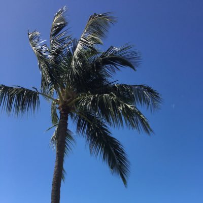 ワシントンヤシ 2.1m 折りたたみiPhone - spmegatec.com.br