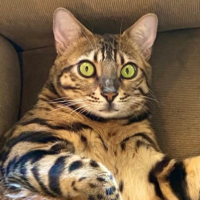 Bengal_Kat's profile picture. Conservative, MAGA, exposing the liberal progressive agenda, pro 2nd amendment, pro-life