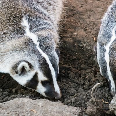 UW-Madison's official Forest and Wildlife Ecology page

#UWMadison
#Conservation